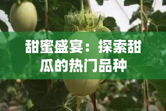 甜蜜盛宴:探索甜瓜的热门品种