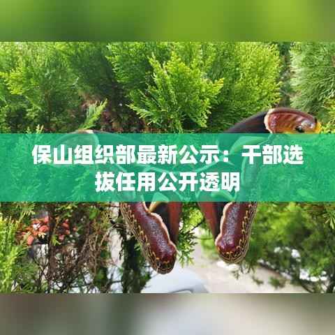 保山组织部最新公示:干部选拔任用公开透明