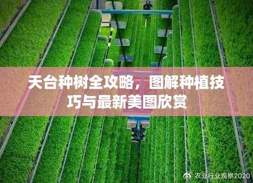 天台种树全攻略，图解种植技巧与最新美图欣赏