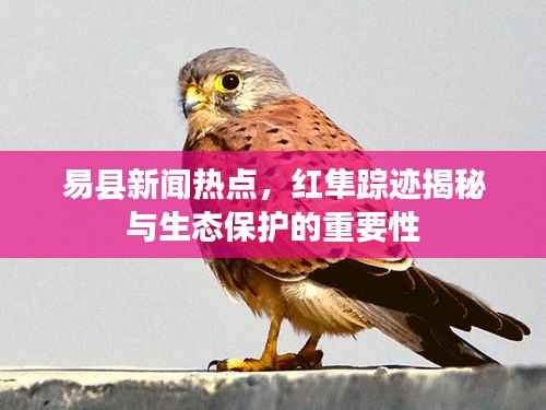 易县新闻热点，红隼踪迹揭秘与生态保护的重要性