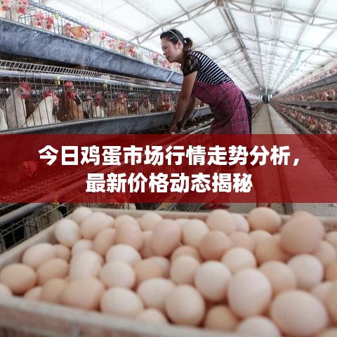 今日鸡蛋市场行情走势分析,最新价格动态揭秘
