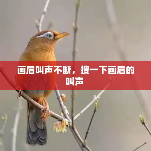 画眉叫声不断,搜一下画眉的叫声