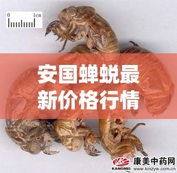 安国蝉蜕最新价格行情揭秘!
