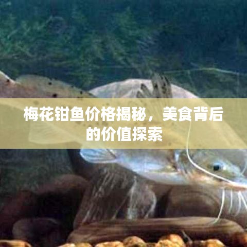 梅花钳鱼价格揭秘，美食背后的价值探索
